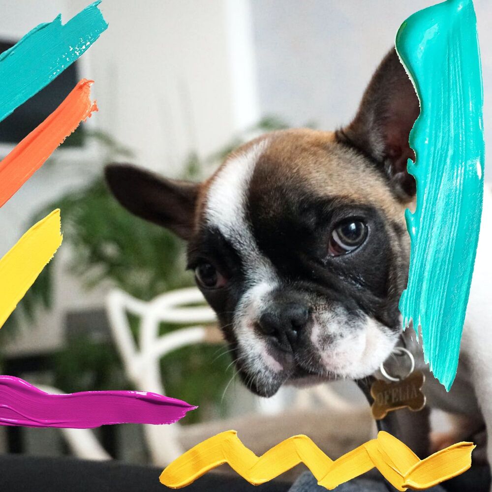 Picture of Calm Dog Music