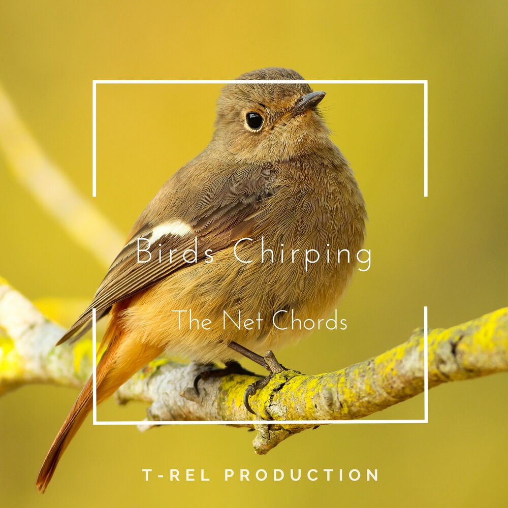 Picture of The Net Chords
