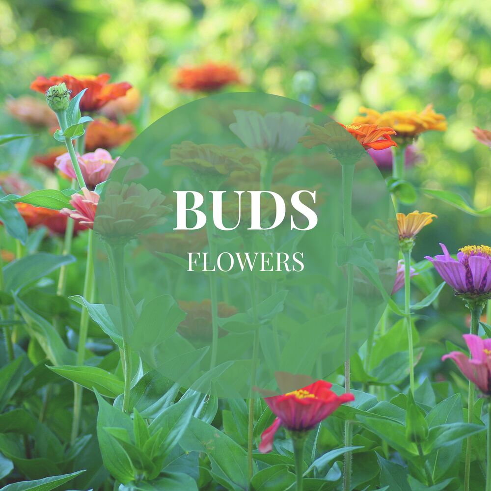 Picture of FLOWERS