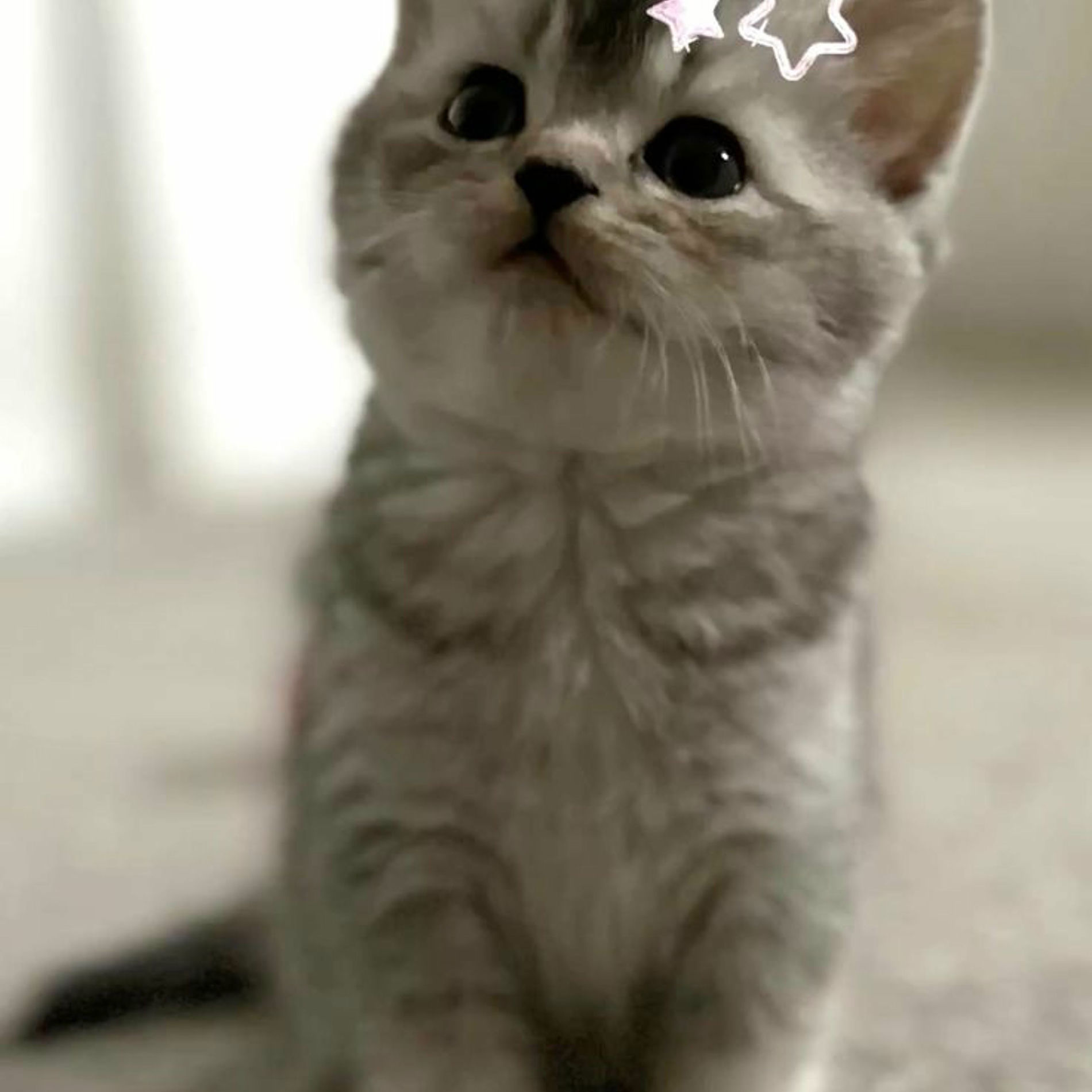 Artist picture of stayuplate
