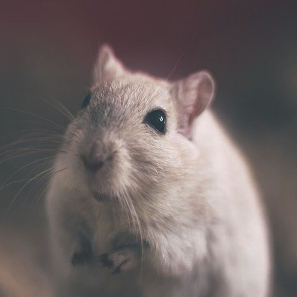 Picture of Mowree