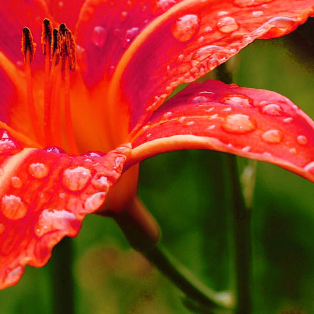 Picture of Rain Sounds Nature Collection