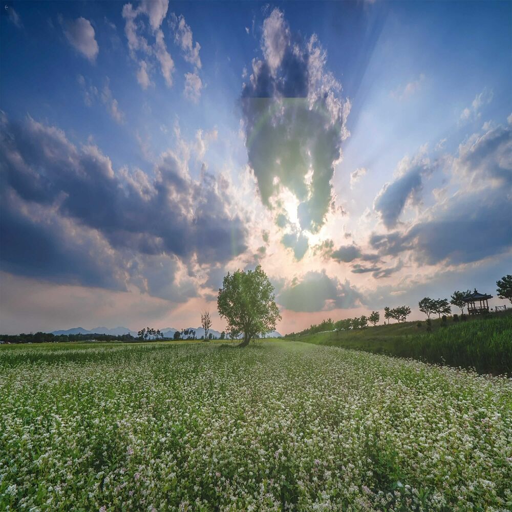 Picture of Green Tree