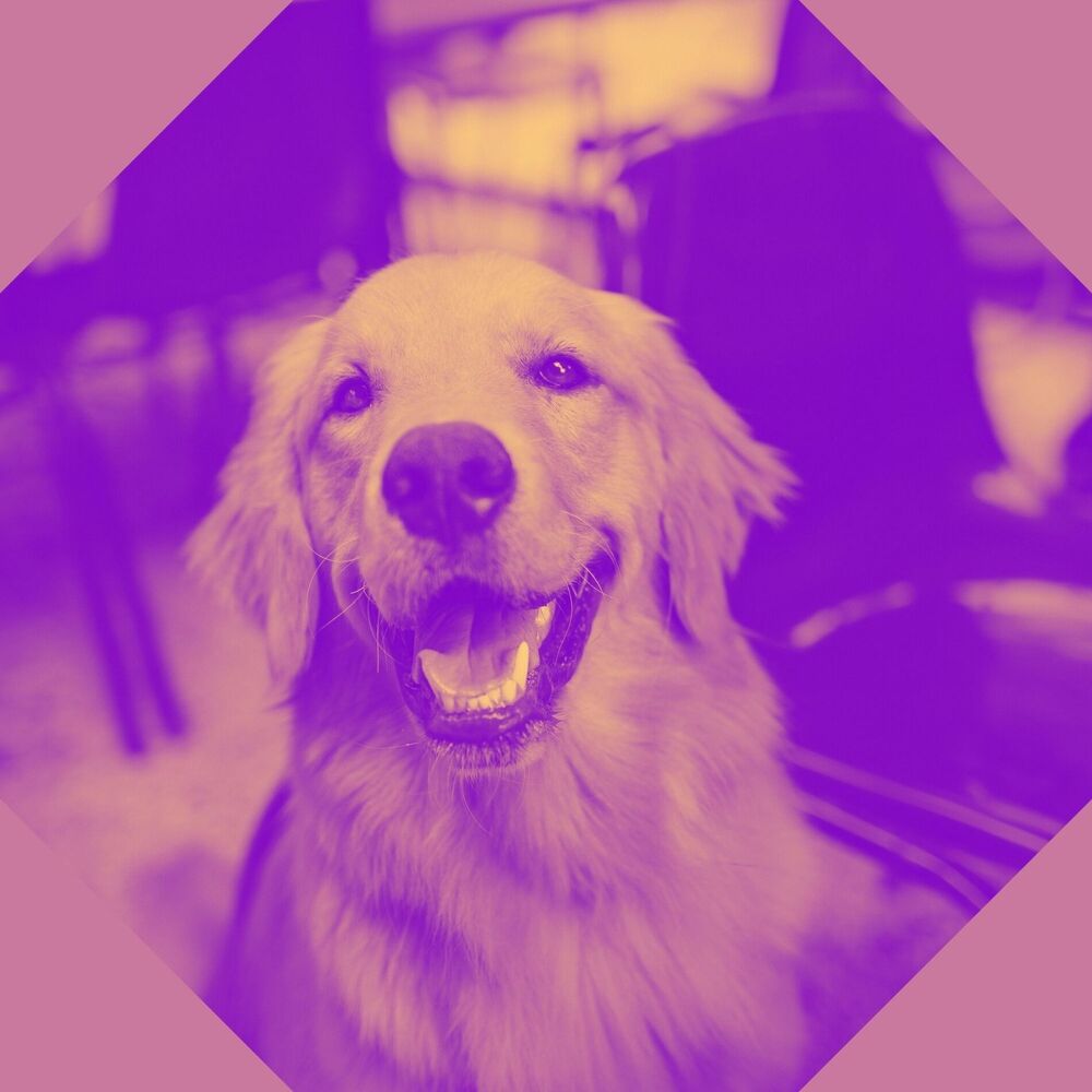 Picture of Separation Anxiety Dog Music