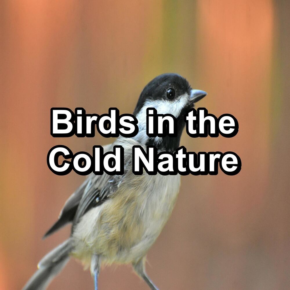 Picture of Nature And Bird Sounds