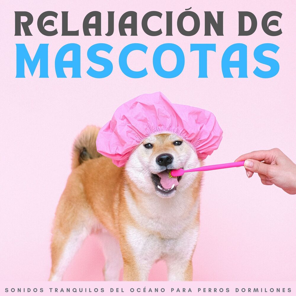 Picture of Academia de música de mascotas tranquilas
