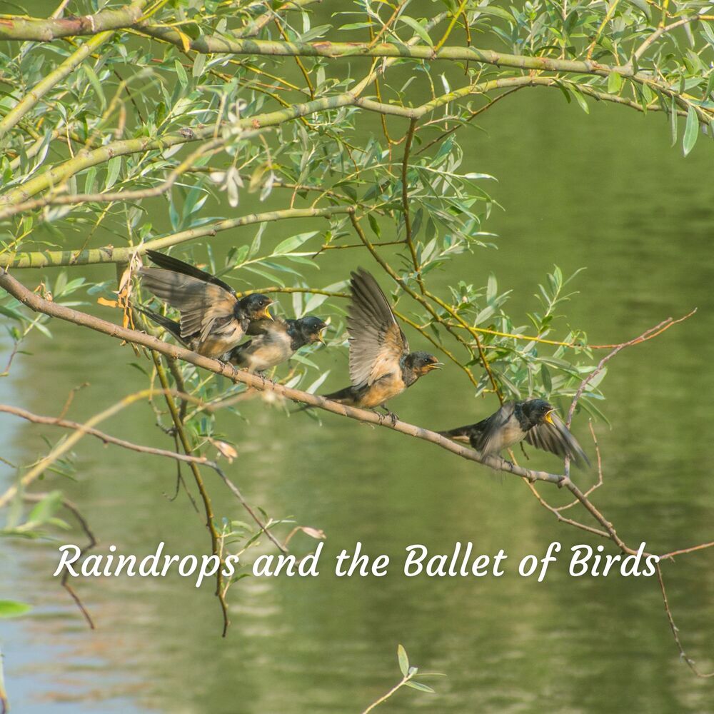 Picture of Birds & Bees etc