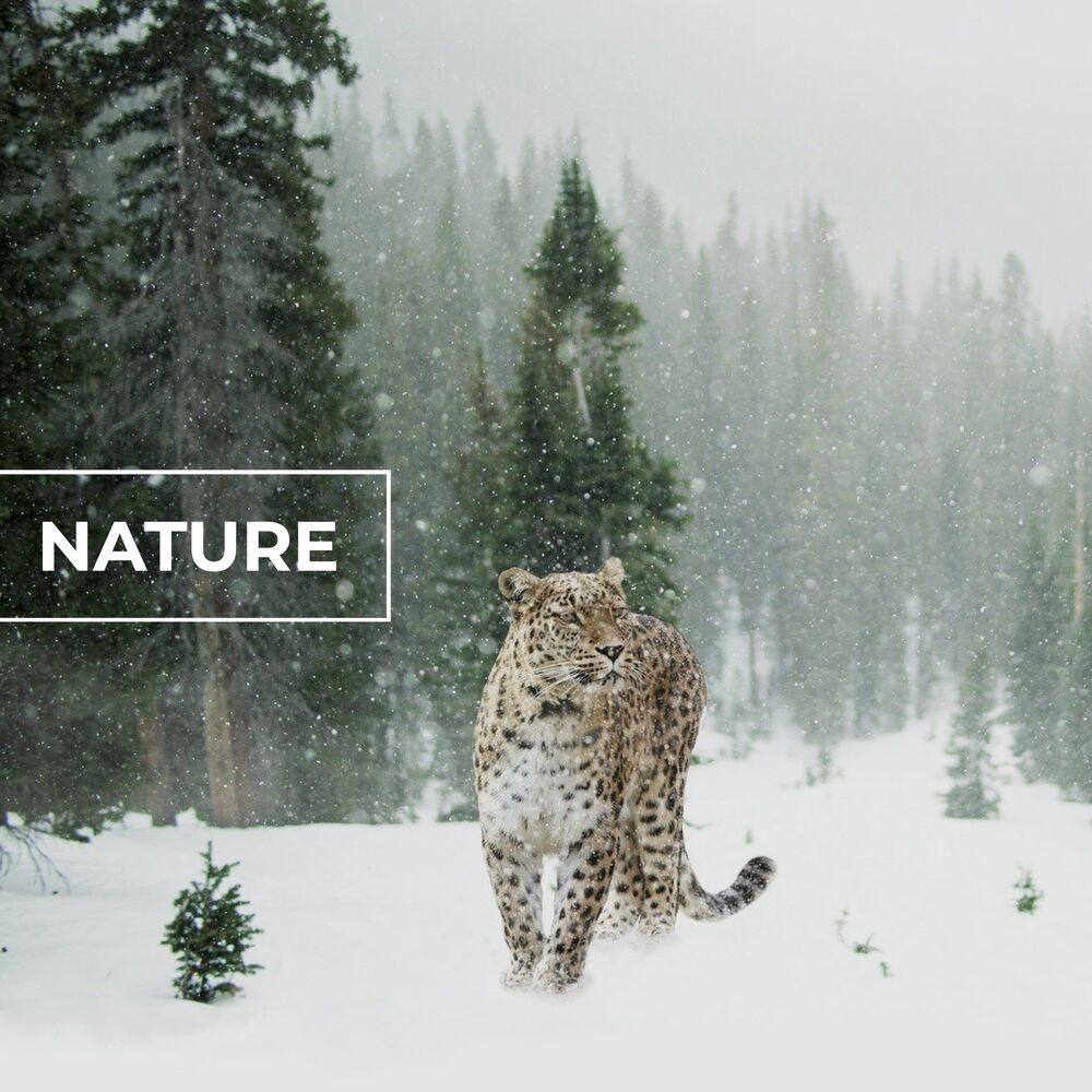 Picture of Nature Sounds Collabo