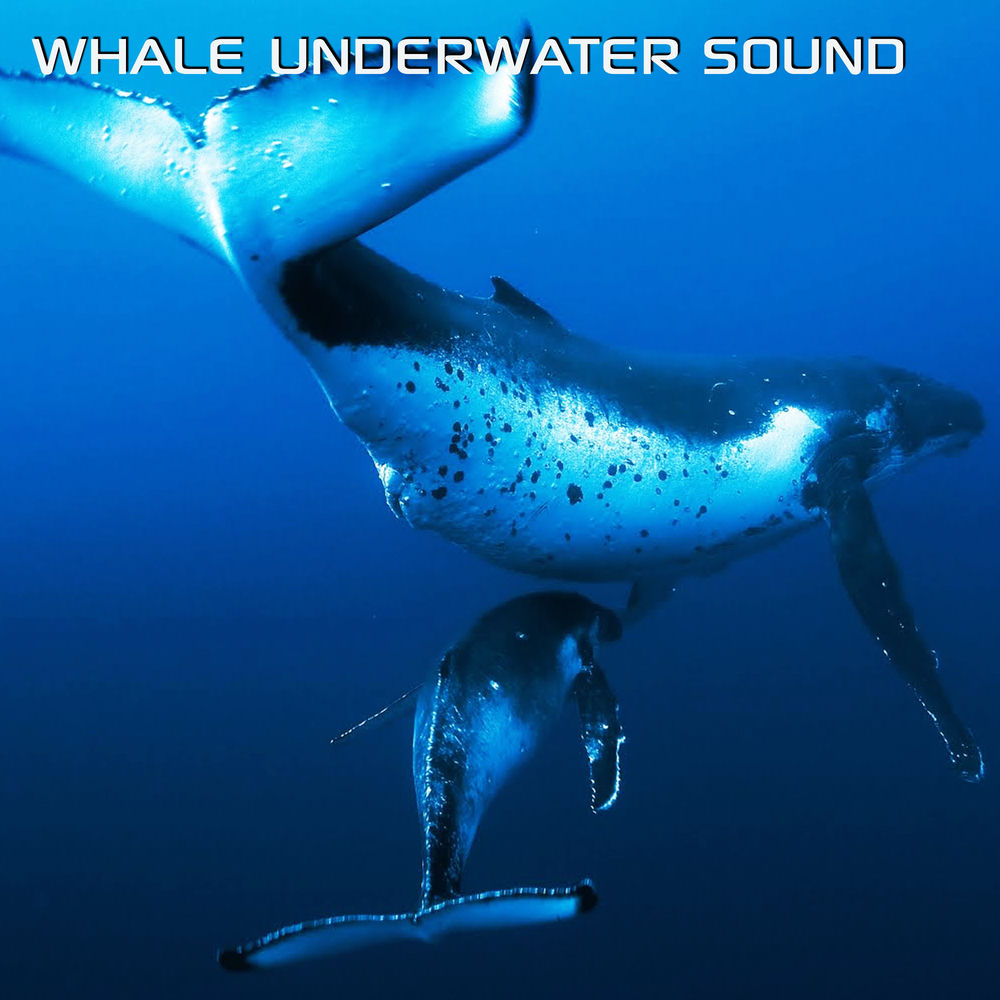Whale Underwater Sounds