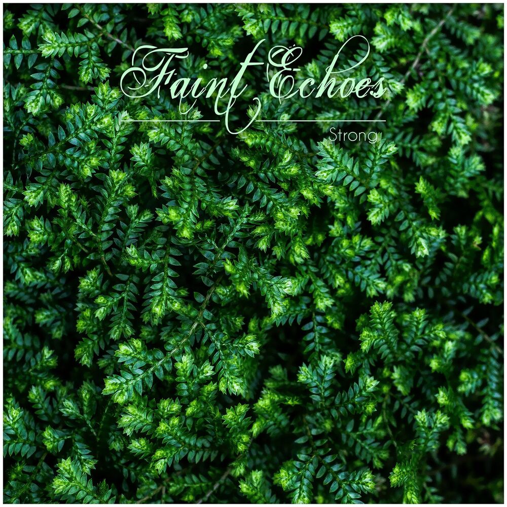 Picture of faint echoes