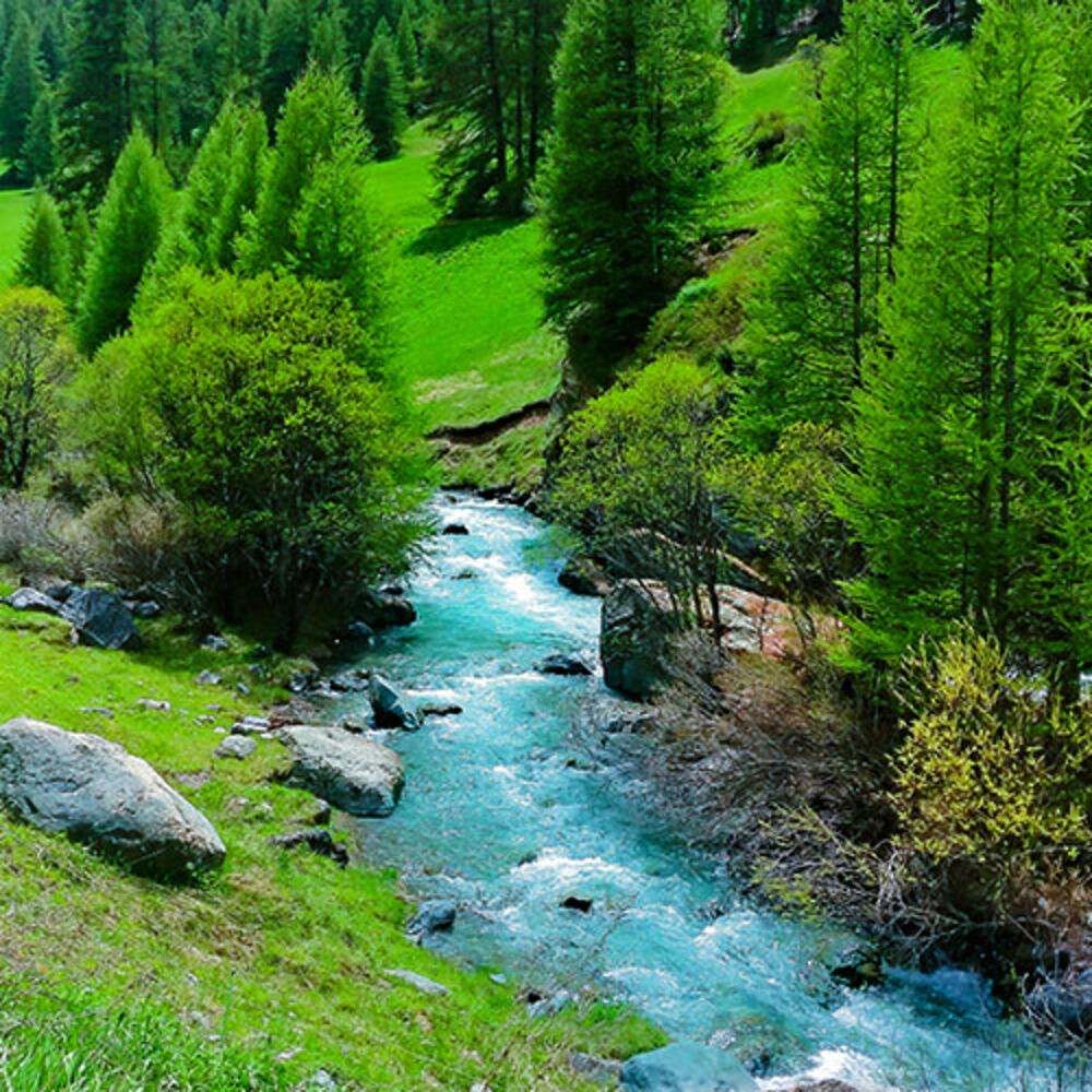 Picture of Natural Sounds