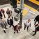 Image of SFJazz Collective