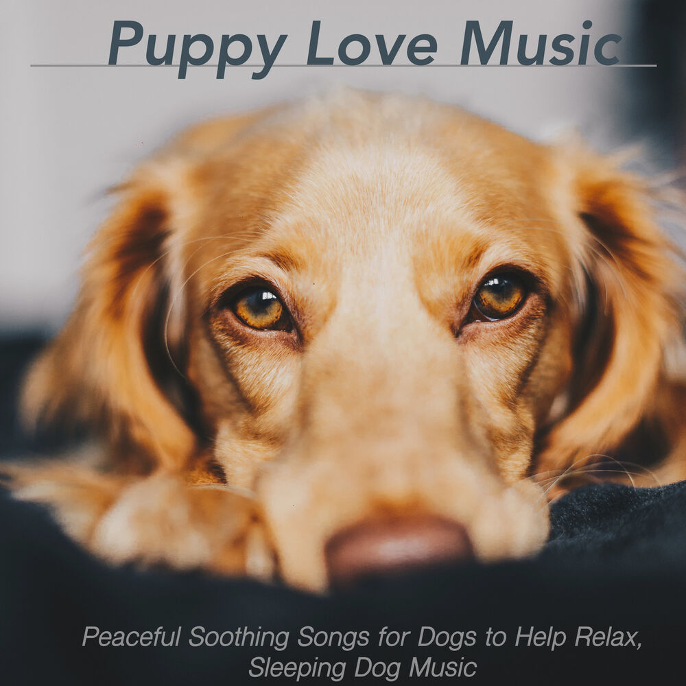Picture of Dog Music Zone