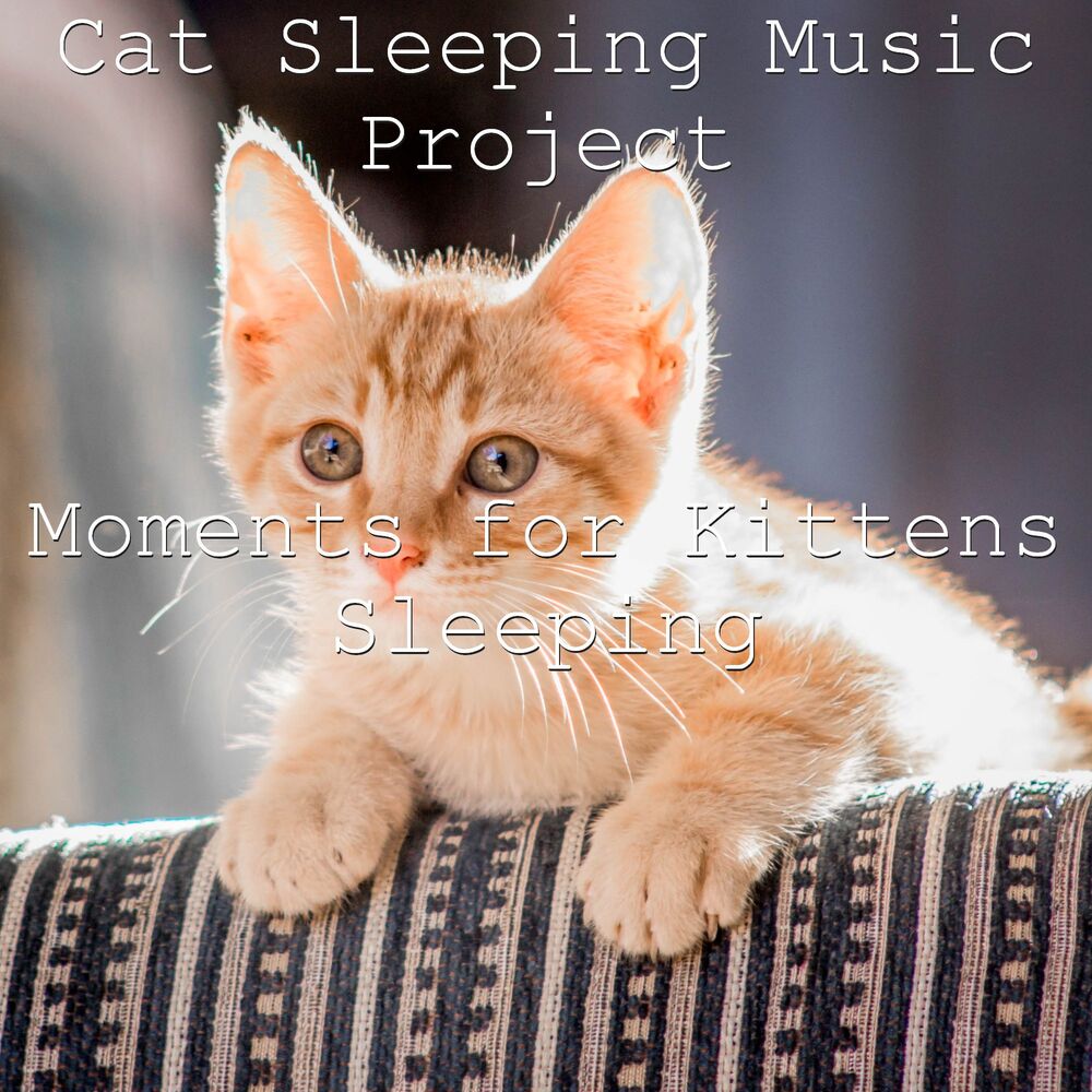 Picture of Cat Sleeping Music Project