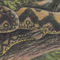 Picture of Rainforest Spiritual Enslavement