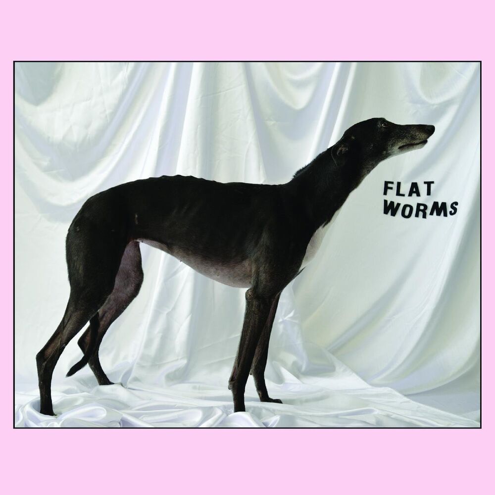 Picture of Flat Worms