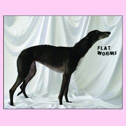 Picture of Flat Worms