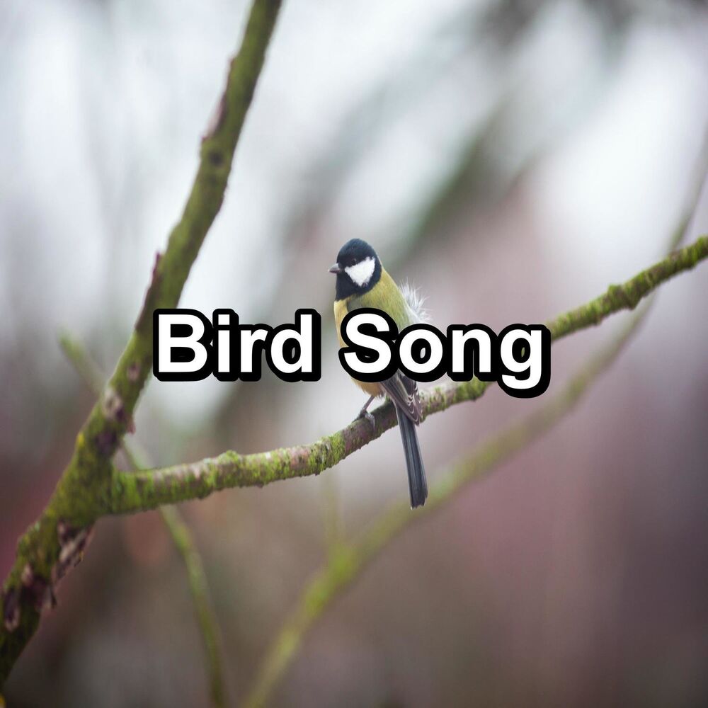 Picture of Bird Sounds