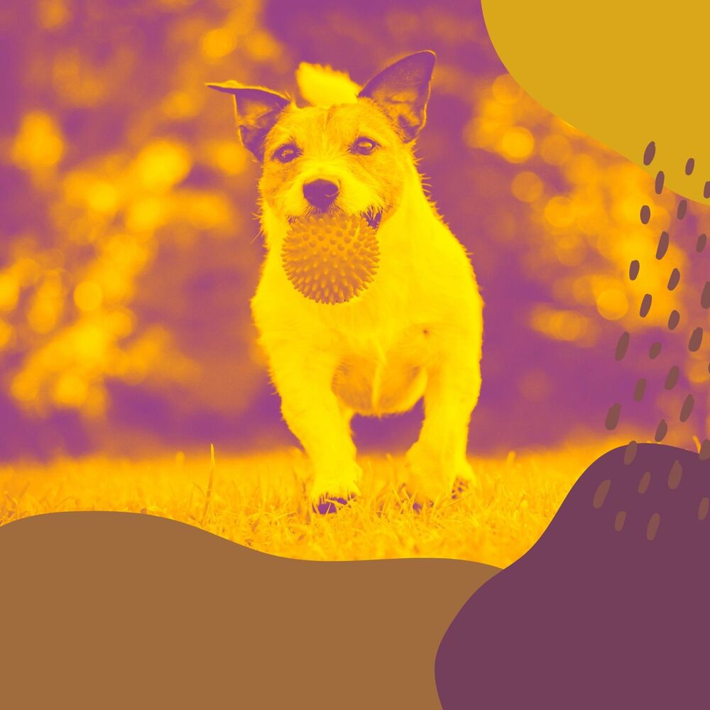 Picture of Jazz for Dogs