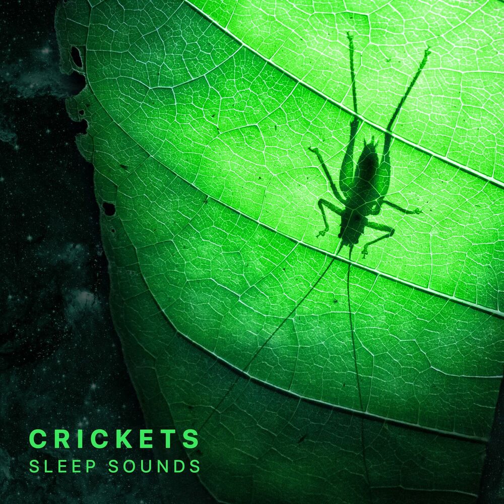 Picture of Night Sounds