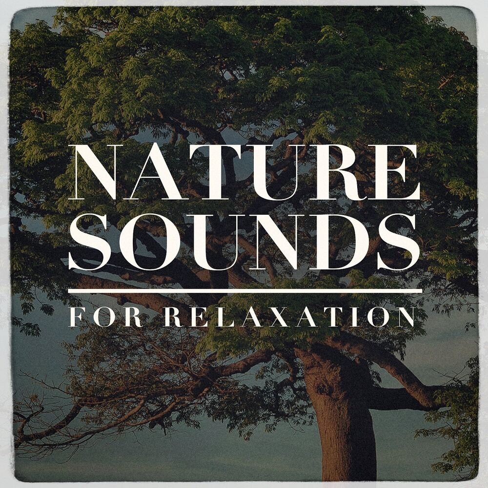 Picture of Soothing Music for Sleep Academy