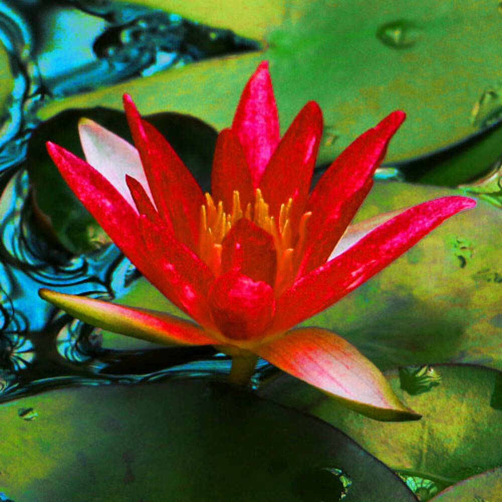Picture of Zen