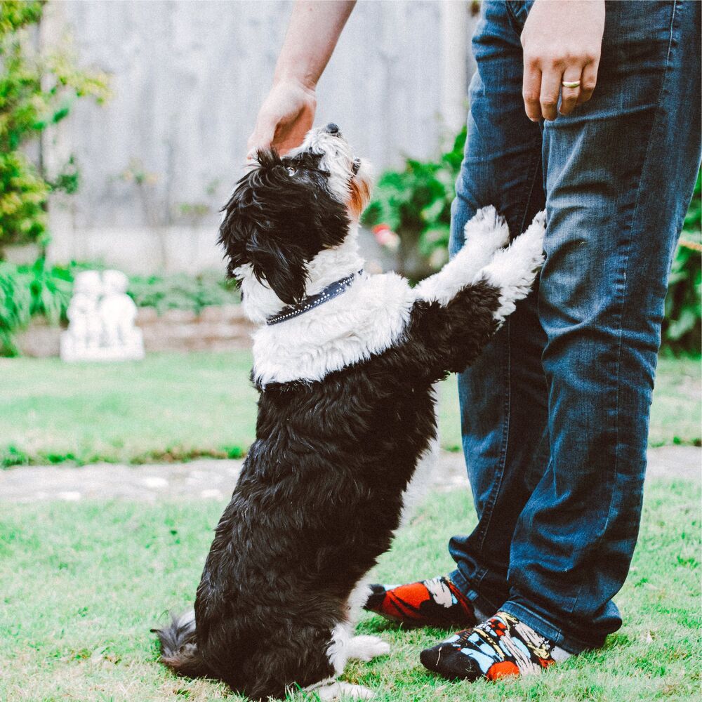 Picture of Calm Doggy
