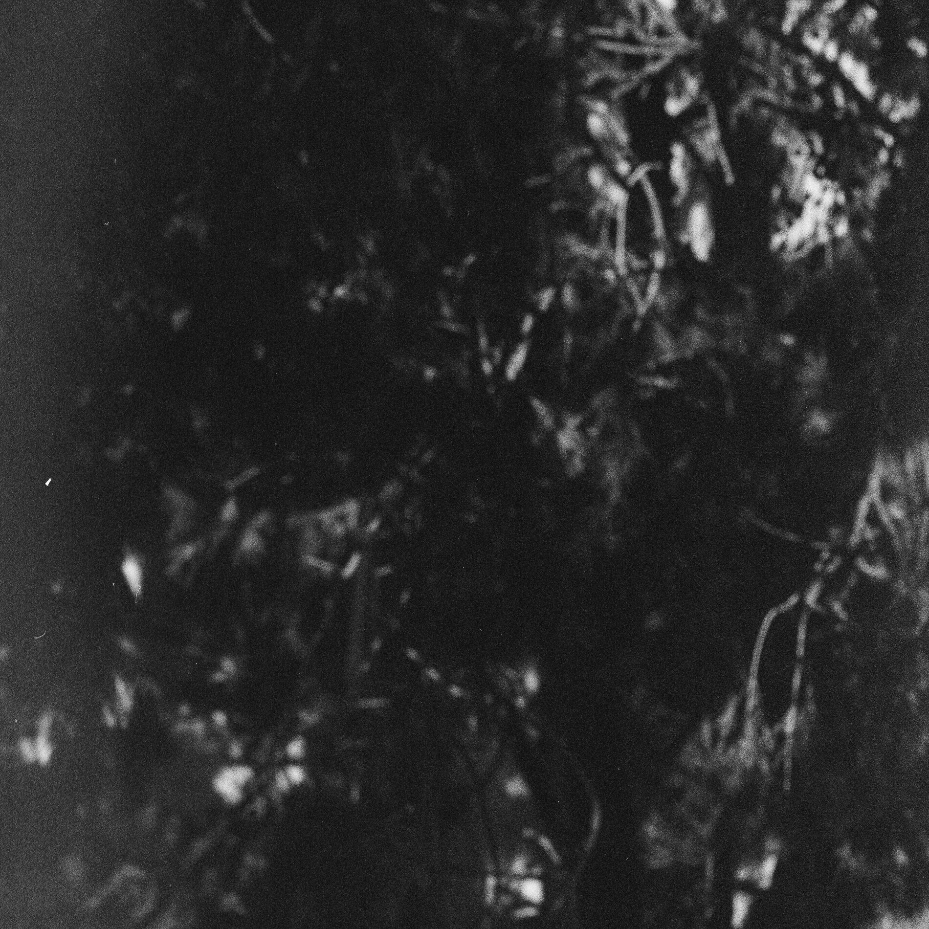 Woodsman