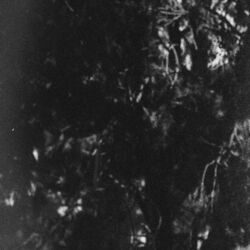 Picture of Woodsman