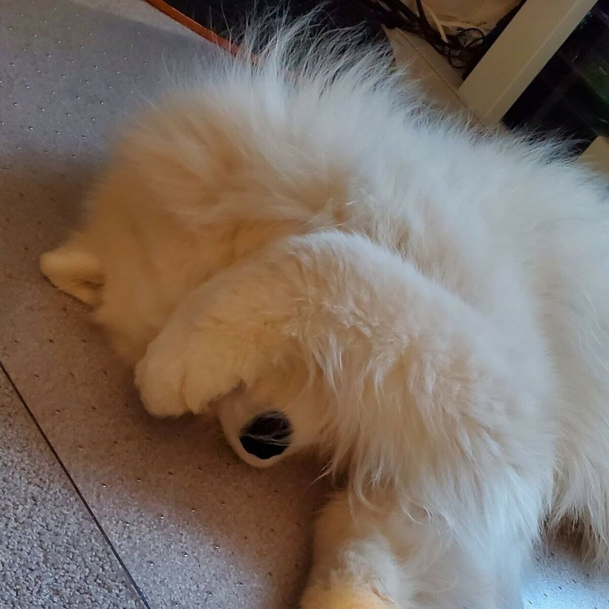 Artist picture of Sleepy Dawg