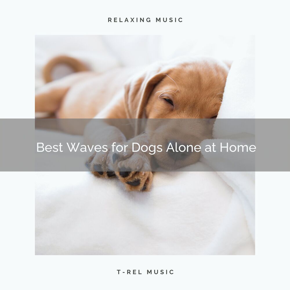 Picture of Relax My Dog Music
