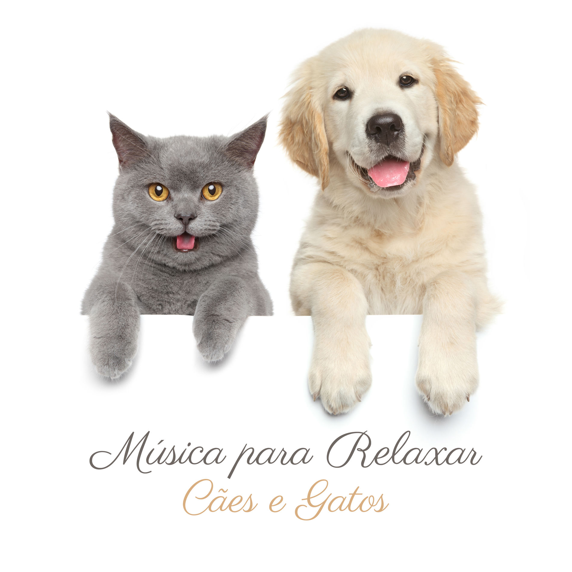 Artist picture of Academia de Música para Animais