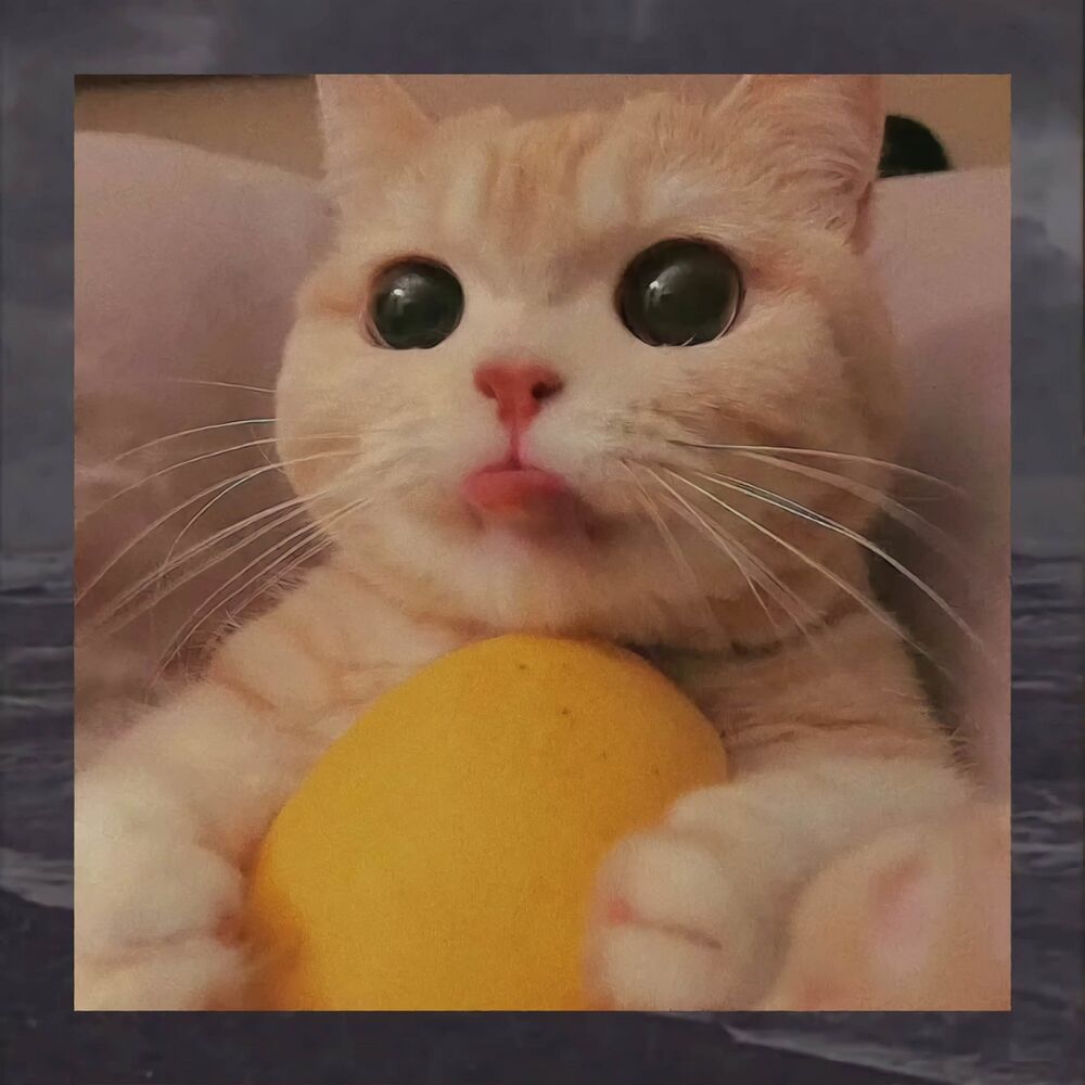 Picture of Cutie