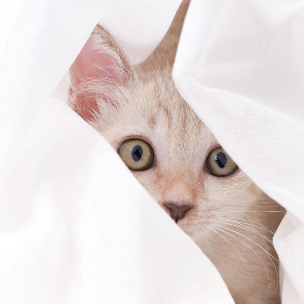 Picture of Music For Cats