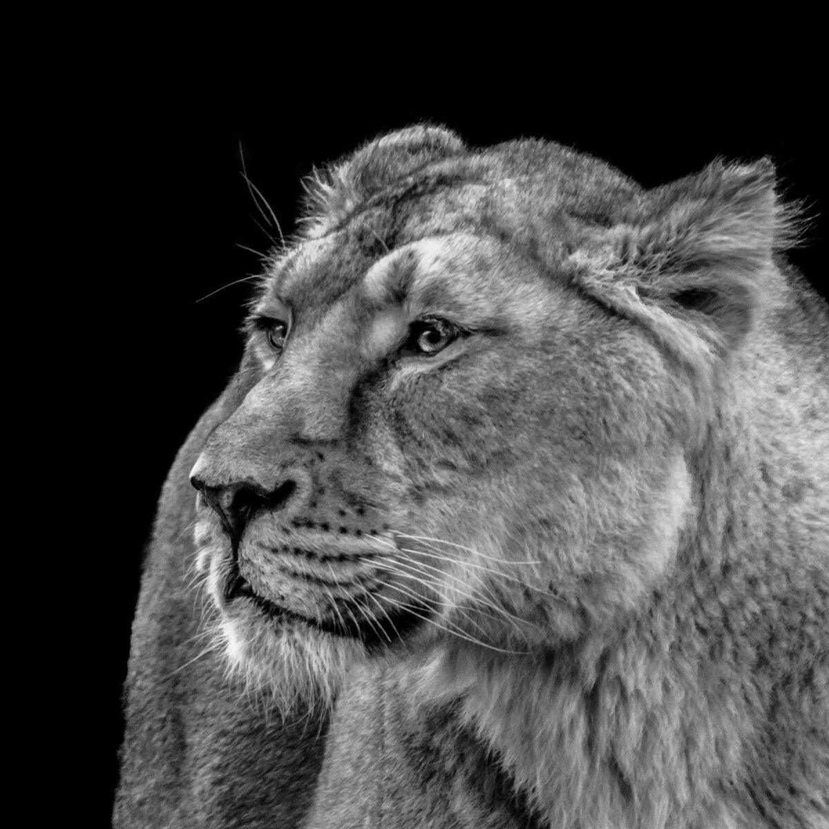 Heather Lioness Lindsey