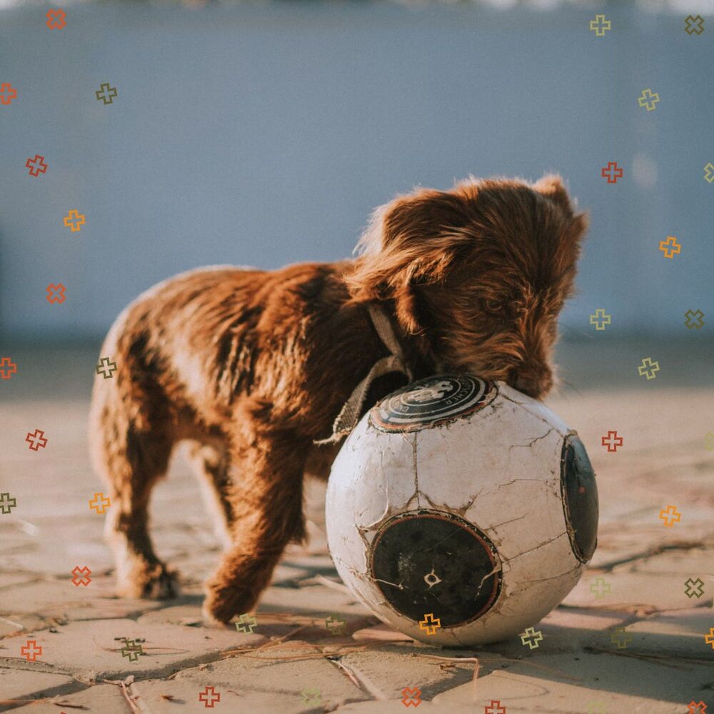 Picture of Music for Dogs Moments