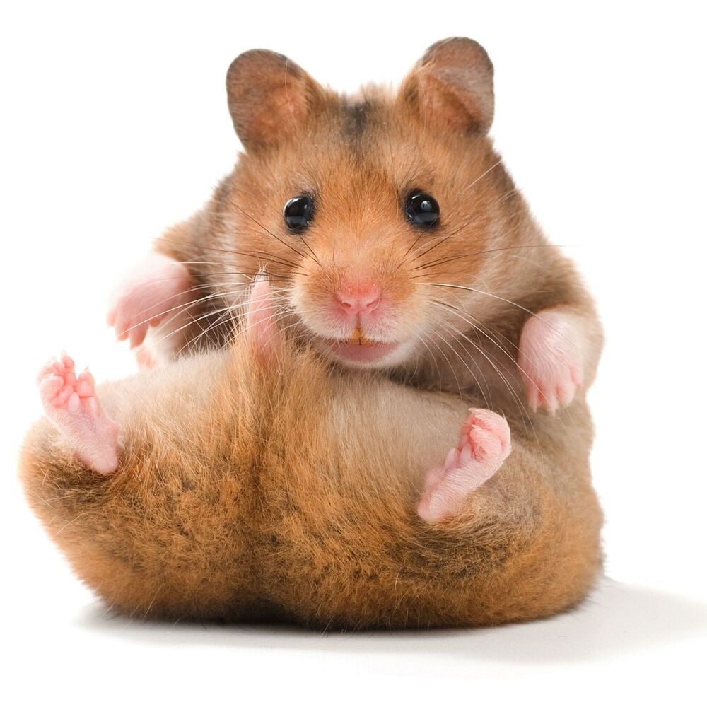Picture of WolfeTekk