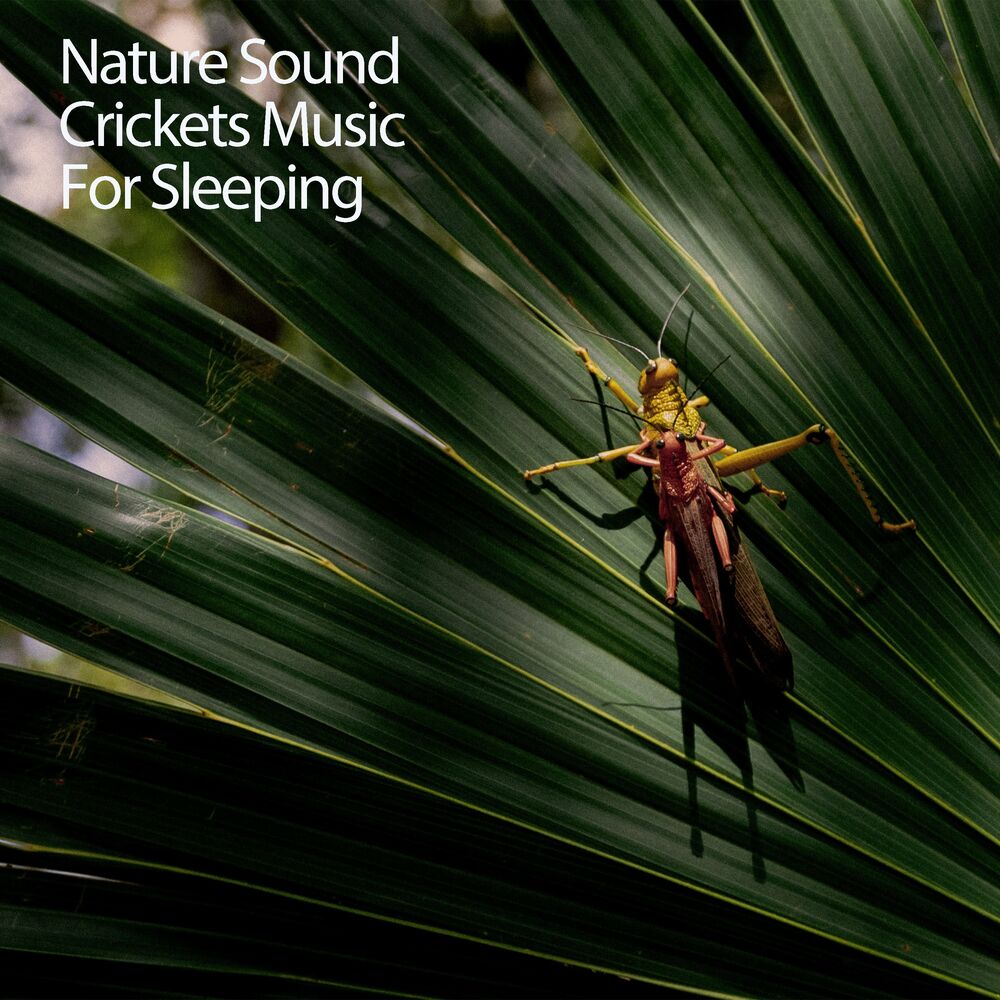 Picture of Deep Sleep Music Therapy