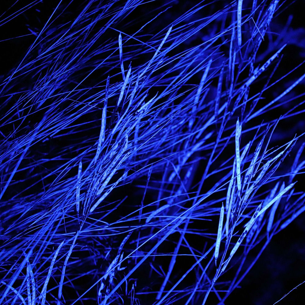 Photo de l'artiste Dave Colville