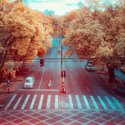 Picture of Polen