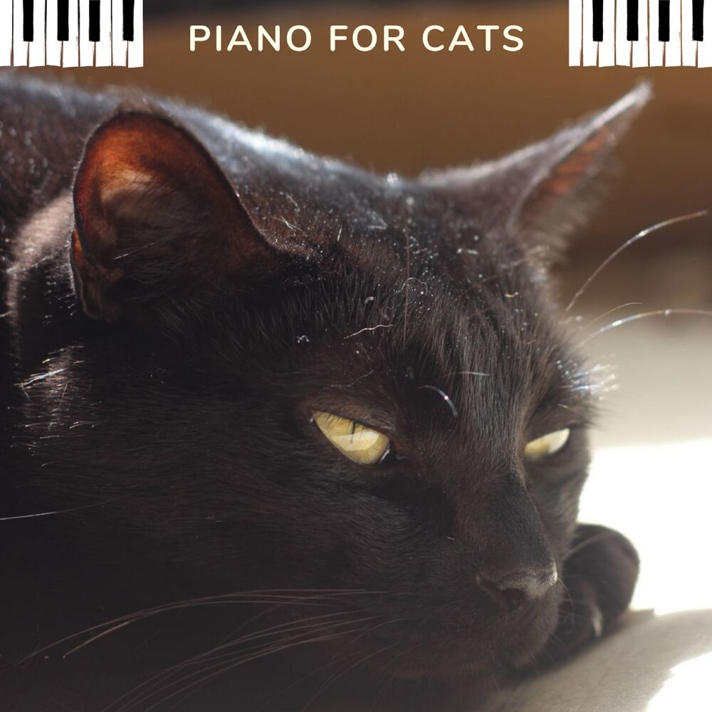 Picture of Piano for cats