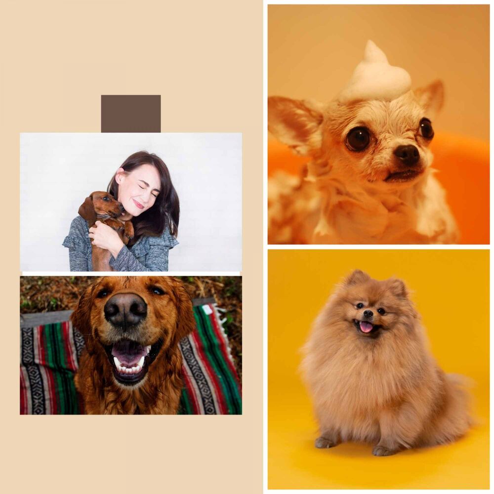 Picture of Relaxing Dog Music Playlists