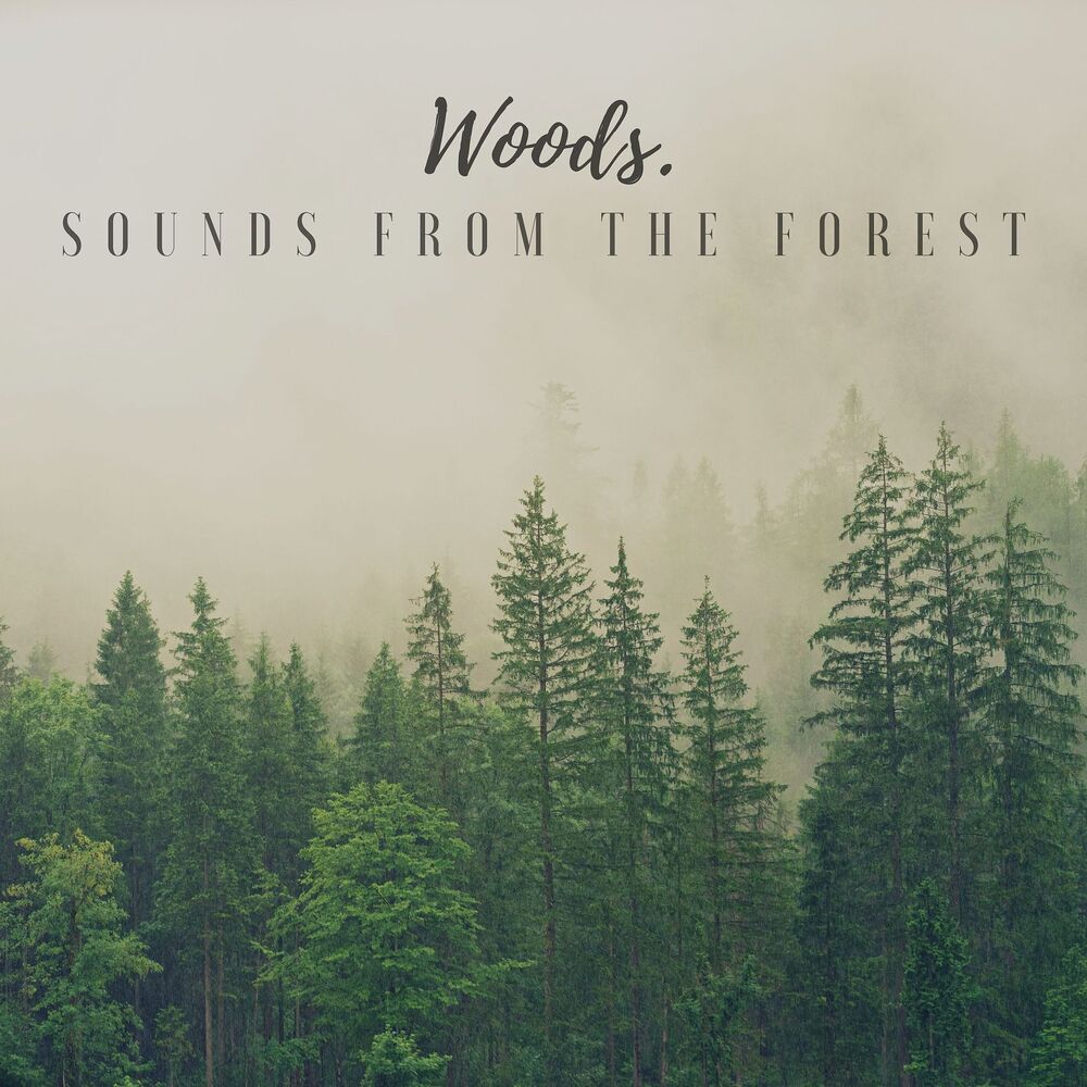 Picture of woods.