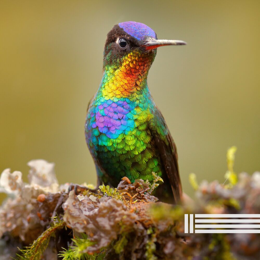 Picture of Pájaros En El Bosque