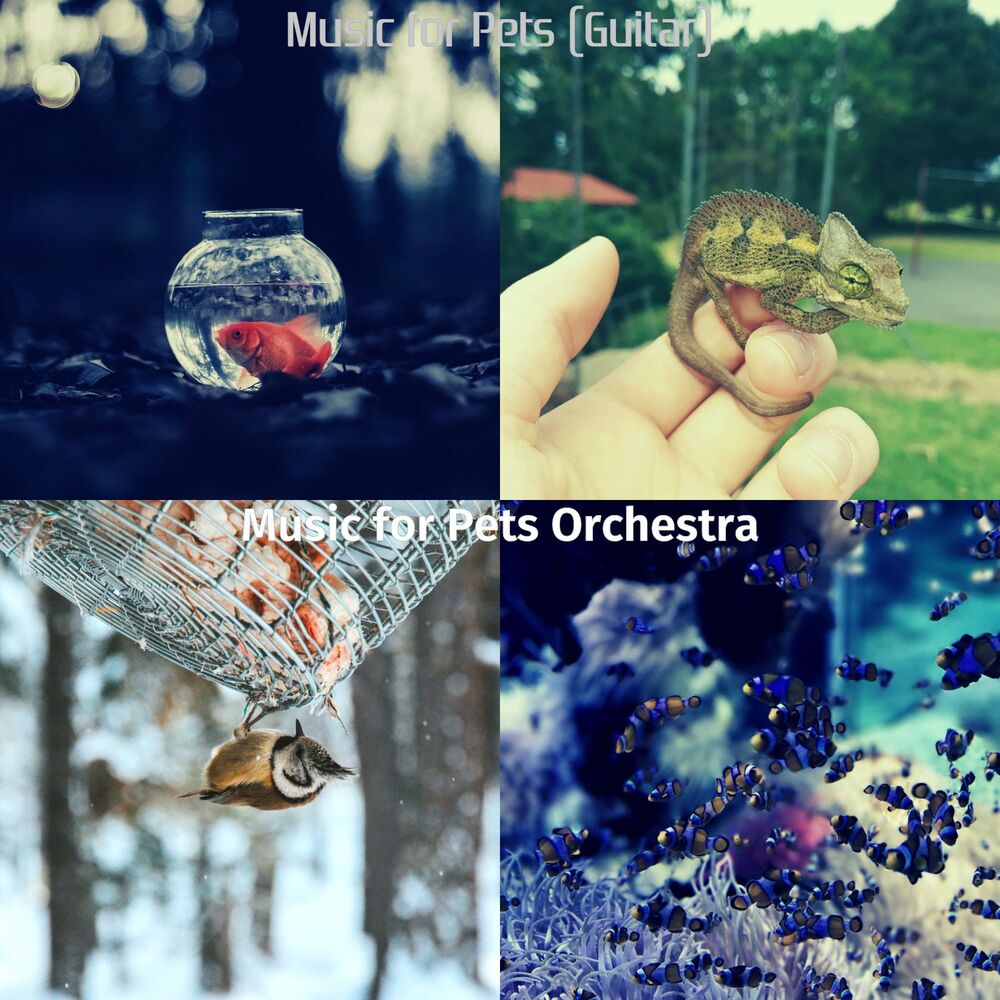 Picture of Music for Pets Orchestra