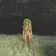SZA