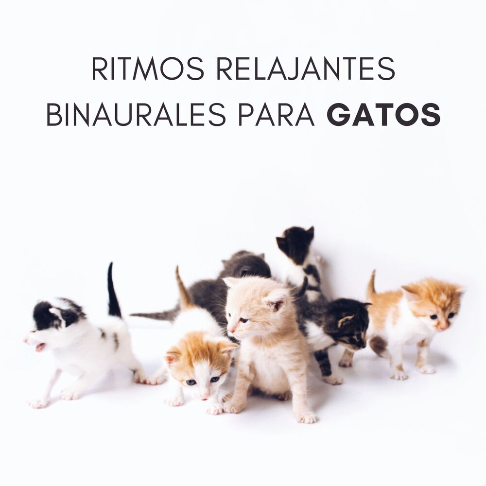 Picture of Gato dormido