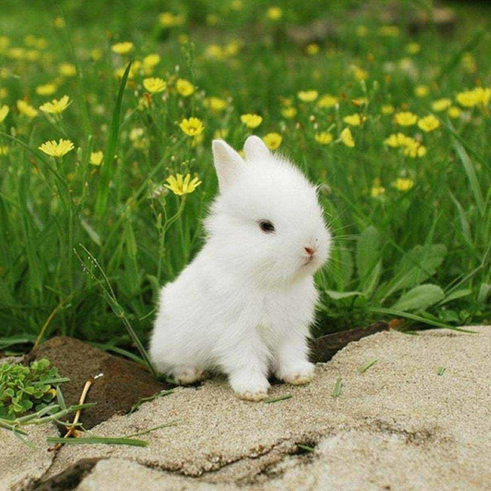 2504