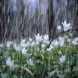 Rain Drops Recordings