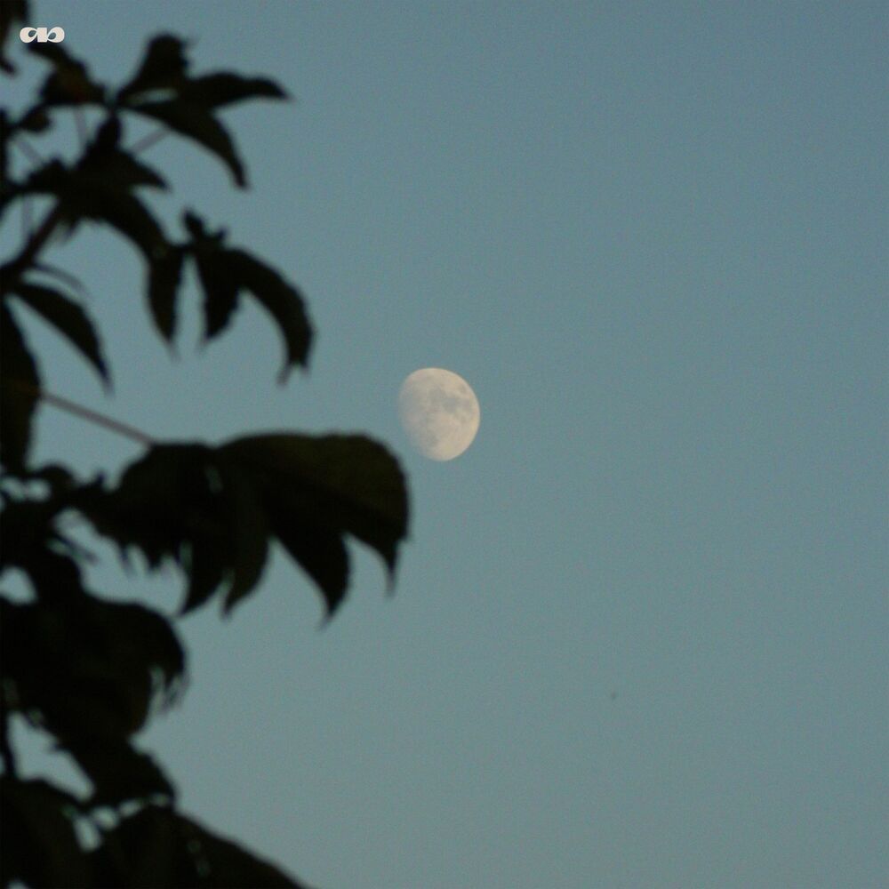 Picture of Harmless Night